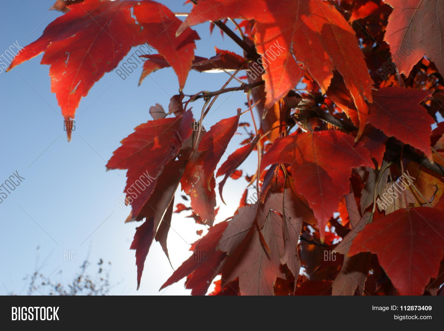 Image Preview