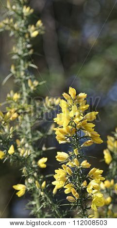 Calicotome Spinosa, Thorny Broom Or Spiny Broom