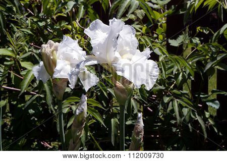 White Bearded Irises