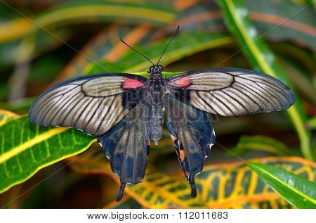 exotic butterfly in natural habitat (papilio memnon agenor)