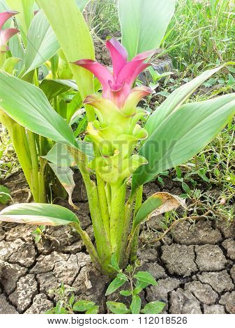 pink Siam Tulip flower in garden