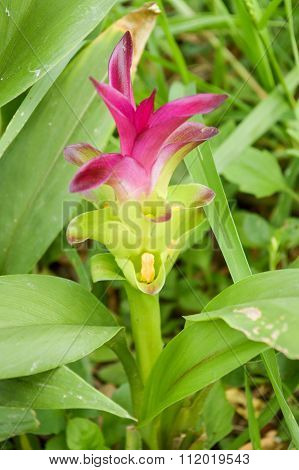 Siam Tulip flower in garden
