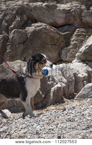Dog Trained For Rescue While Training At Sea Shore