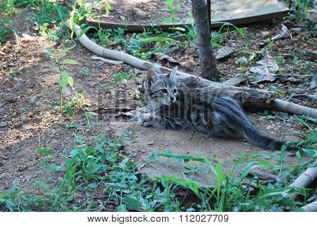 Tabby Cat Lying On A Stone In The Grass Under Semidarkness