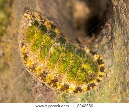 Chiton Lepidochitona cinerea on rocks at coast