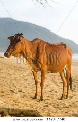 Cow At Agonda Beach In Goa, India