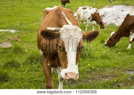Cow With One Horn