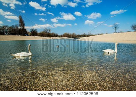 Swan on Bundek lake in Zagreb, Croatia, morning, spring