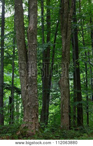 Natural Mixed Stand Of Bieszczady Mountain Region
