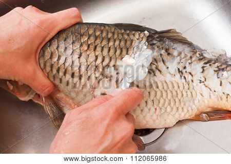 Gutting Of Freshly Caught Fish Carp