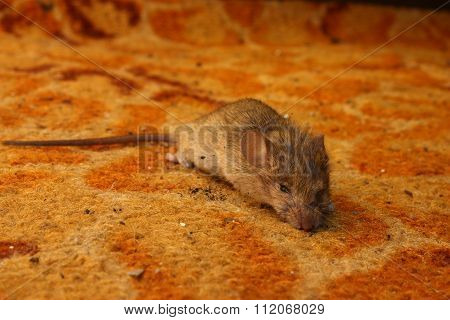 Field mouse on the carpet at home