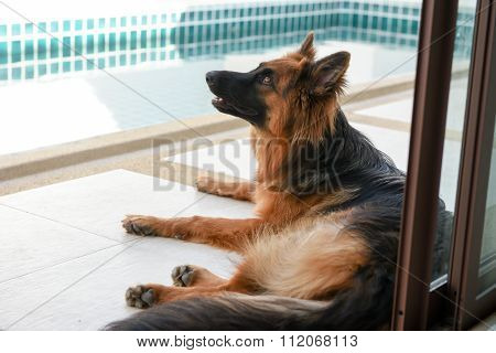 Portrait Of German Shepperd Dog On Background Swimiming Pool
