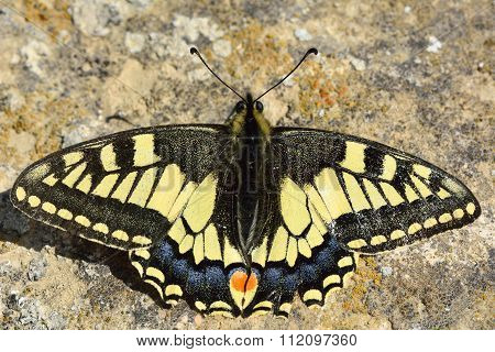 Swallowtail butterfly (Papilio machaon) at rest on the ground