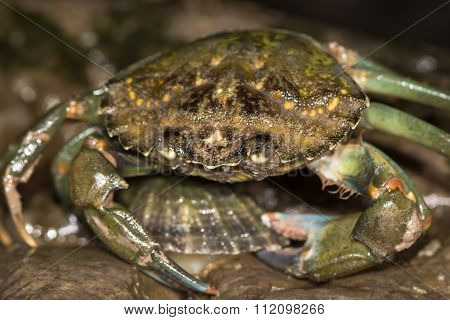 Green shore crab attacking limpet