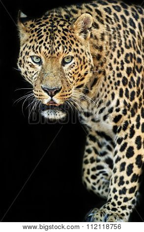 Leopard