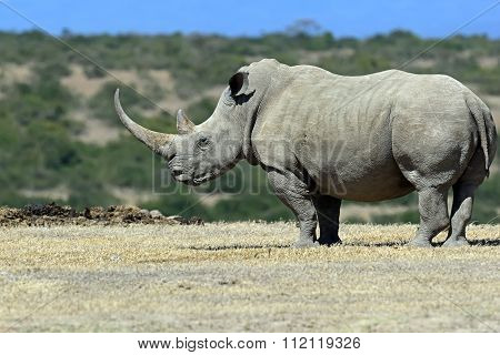 White Rhino In Kenya