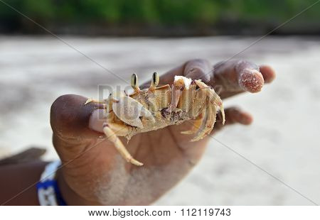 African Ocean Crab