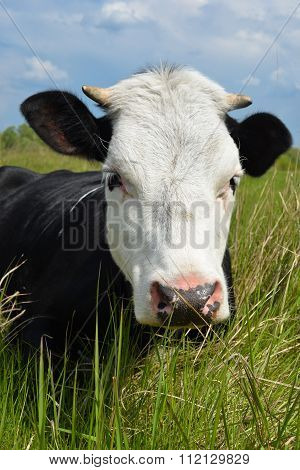 Cow