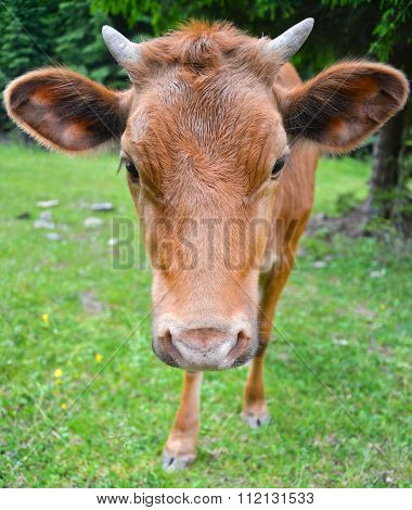 Cow