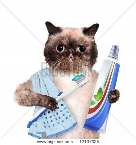Brushing teeth cat.