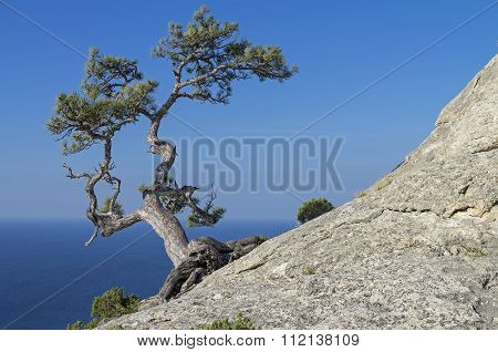 Pine On A Rock Against The Blue Sky. Crimea.