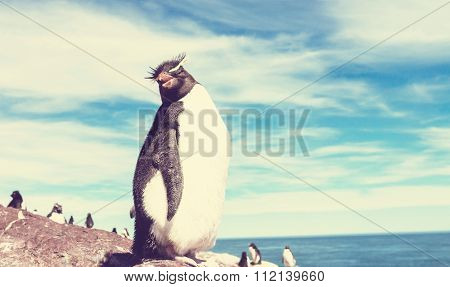 Rockhopper penguin in Argentina