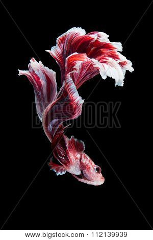 Betta Fish