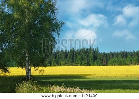 Bříza strom a oblast znásilnění