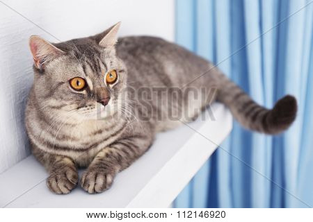 Grey cat against white wall and blue curtains, close up