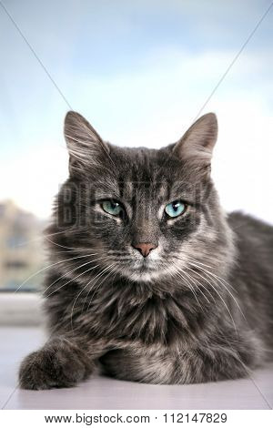 Beautiful grey cat lying on window board, close up