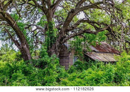 Hidden Old Abandoned Shack In Texas