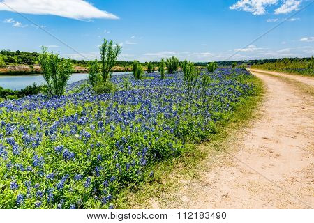 Old Texas Dirt Road In Field Of  Texas Bluebonnet Wildflowers On Colorado River In Texas