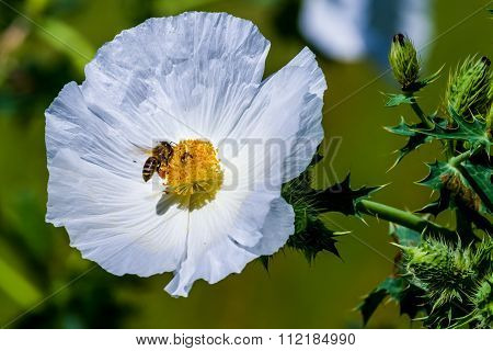 Closeup Of A Honey Bee On A White Prickly Poppy Wildflower Blossom