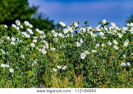 Beautiful White Prickly Poppy (argemone Albiflora) Wildflowers In Texas