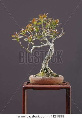 Małe bzu Bonsai na wiosnę