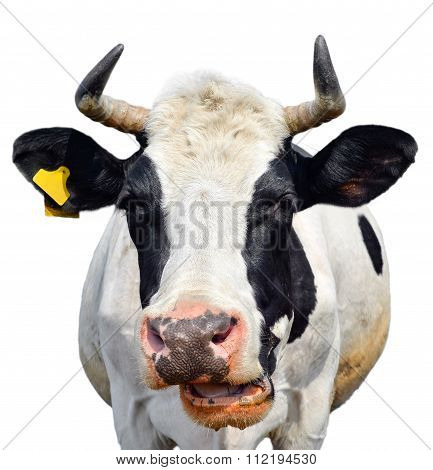 Cow face
