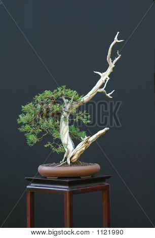 Skalista góra Juniper Bonsai
