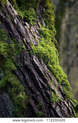 Green moss on the tree bark