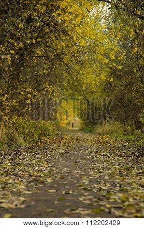 Autumn pathway