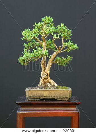 Cüce Honeysuckel Bonsai