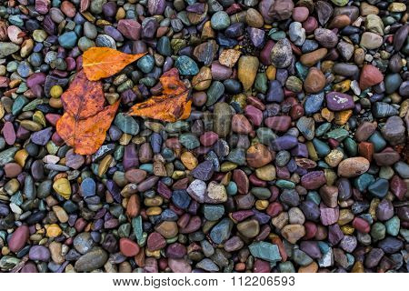 Wet leaves against rocks near the water's edge