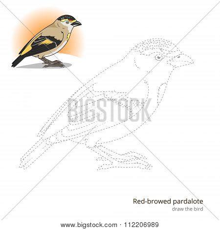 Red browed pardalote bird learn to draw vector