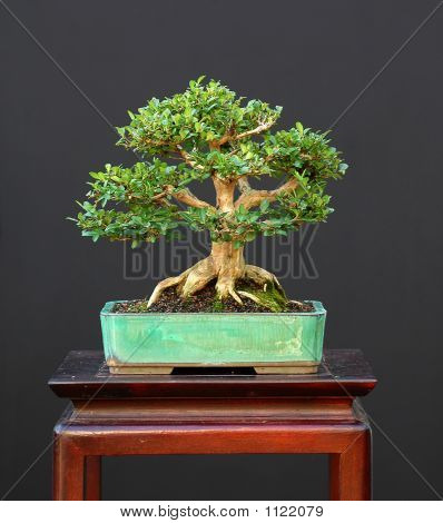 Karzeł Honeysuclke Bonsai