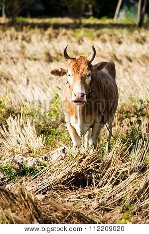 Cow Watch