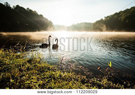 Black Swan On Lake