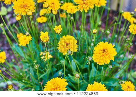 Yellow Flowers