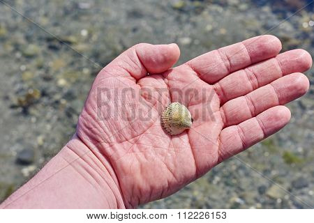 Seashell In Hand