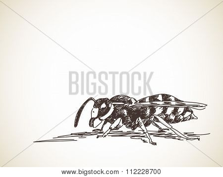 Sketch of wasp, Hand drawn illustration
