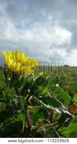 Hawkweed