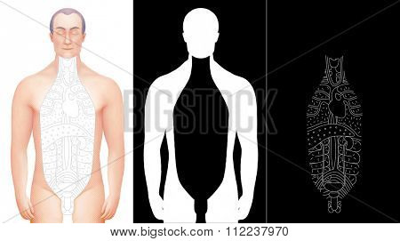 Illustration of excised male body with drawn outlined inner organs. Perfect to combine with vector images of this set. Completed with alpha channels.